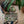 Grapat Forest Tree