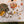 Grapat Mushroom Grove