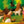 Ostheimer Haflinger Fohlen