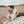 Rose in April Bianca Swaddle Panda | Natur 110x110 cm
