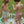 Konges Sløjd Pool Klein Ø 90cm | Green Stripe