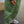 Konges Sløjd Hose – NOLA Pants GOTS | Dot Pistacchi