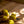 Muskhane Feutre Citron